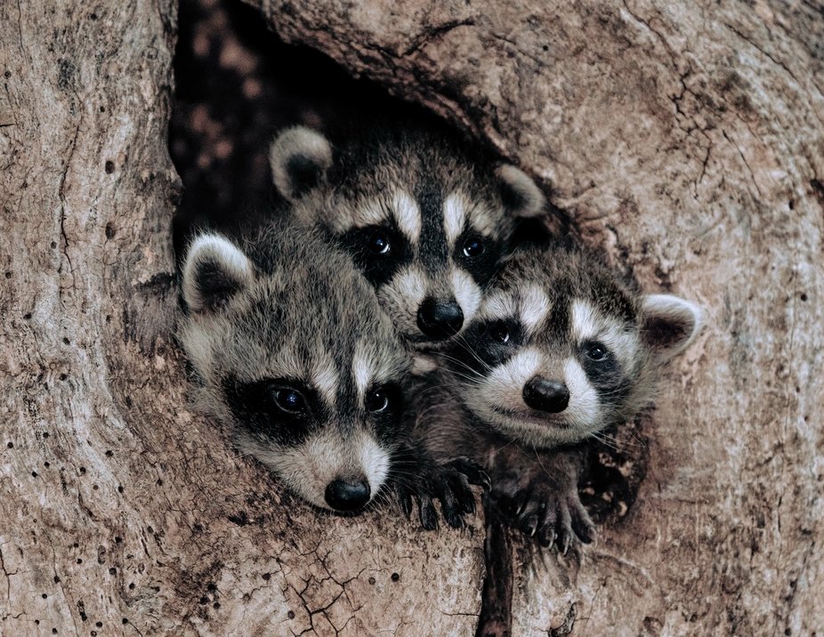 hands holding three baby raccoons