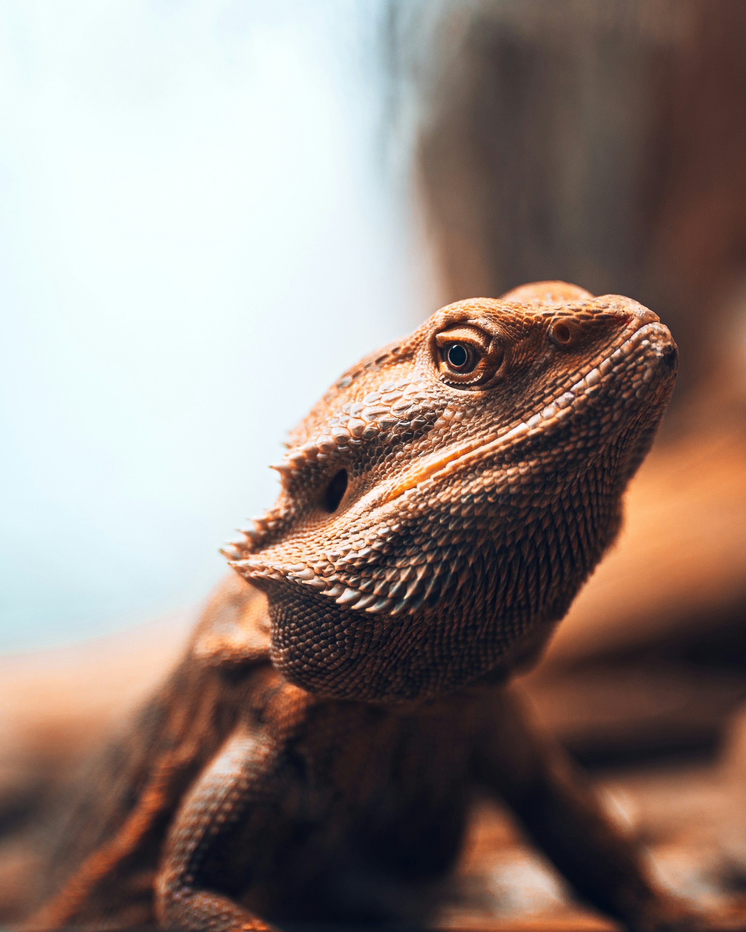 bearded dragon