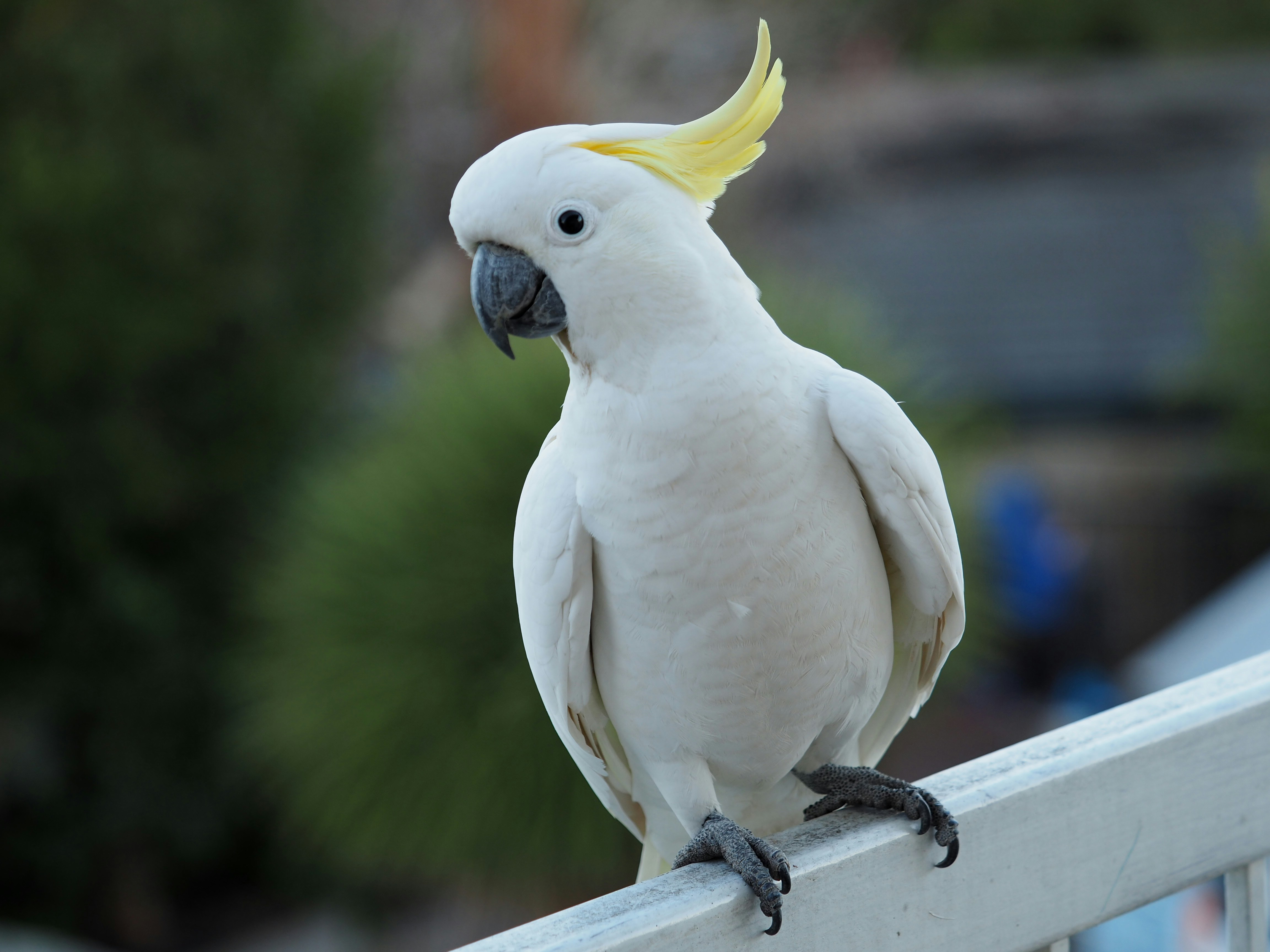 cockatoo