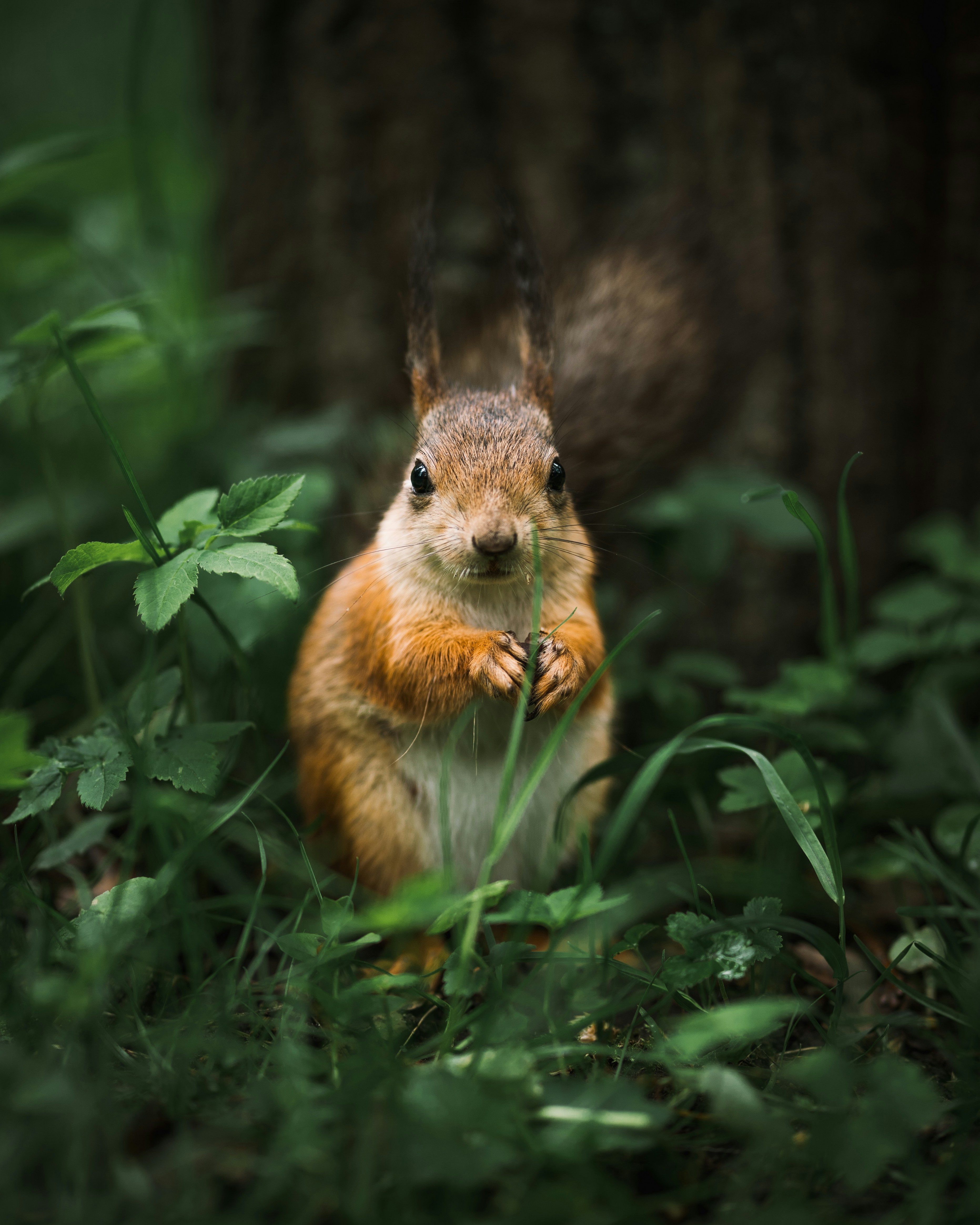 baby squirrel on a tree house